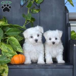 Franklin, Maltese Puppy