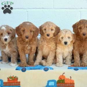 Gracie, Mini Goldendoodle Puppy