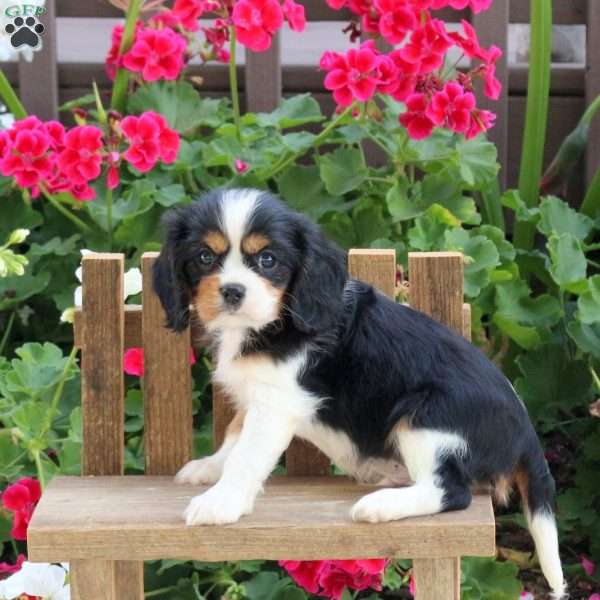 Lochlan, Cavalier King Charles Spaniel Puppy