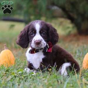 Logan, English Springer Spaniel Puppy
