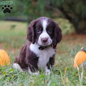 Logan, English Springer Spaniel Puppy