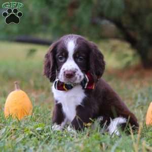 Logan, English Springer Spaniel Puppy