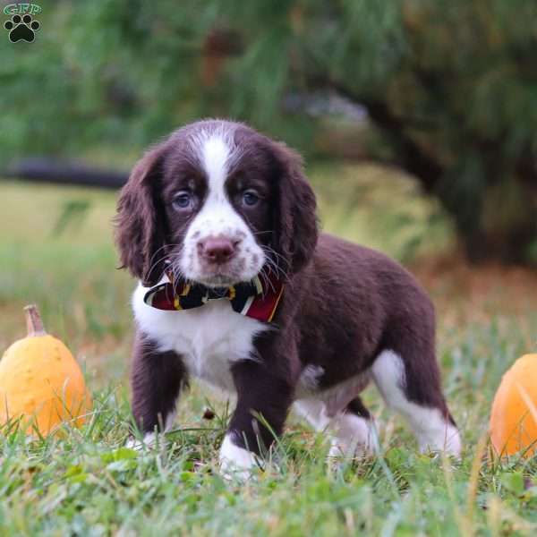 Logan, English Springer Spaniel Puppy