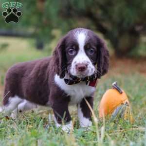Logan, English Springer Spaniel Puppy