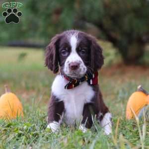 Logan, English Springer Spaniel Puppy