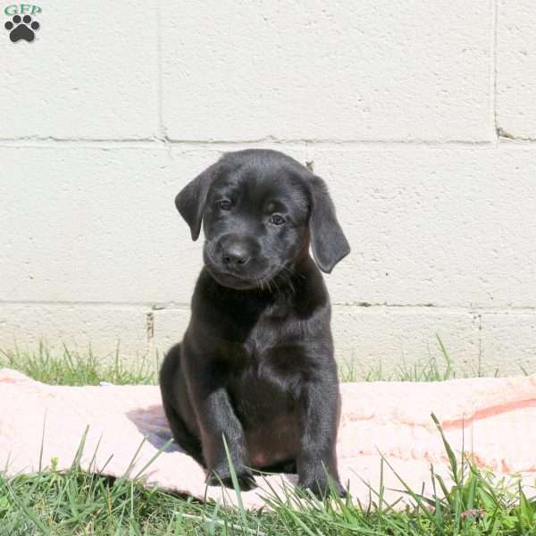 Loki, Black Labrador Retriever Puppy