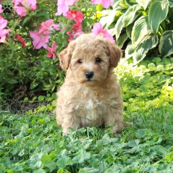 Loki, Cockapoo Puppy