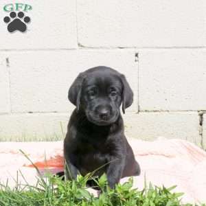 Loki, Black Labrador Retriever Puppy