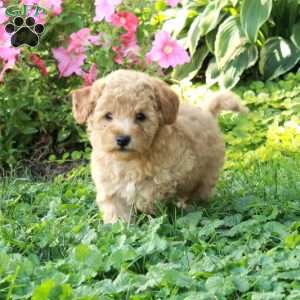 Loki, Cockapoo Puppy
