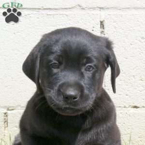 Loki, Black Labrador Retriever Puppy