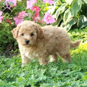 Loki, Cockapoo Puppy