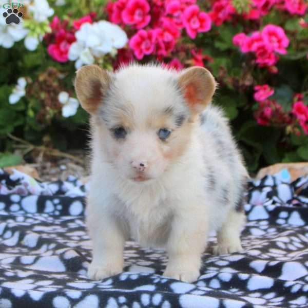 Lola, Pembroke Welsh Corgi Puppy