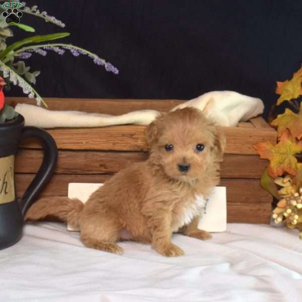 Lola, Maltipoo Puppy