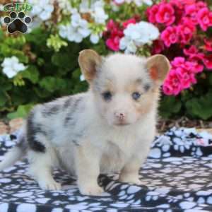 Lola, Pembroke Welsh Corgi Puppy