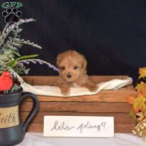 Lola, Maltipoo Puppy