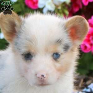 Lola, Pembroke Welsh Corgi Puppy