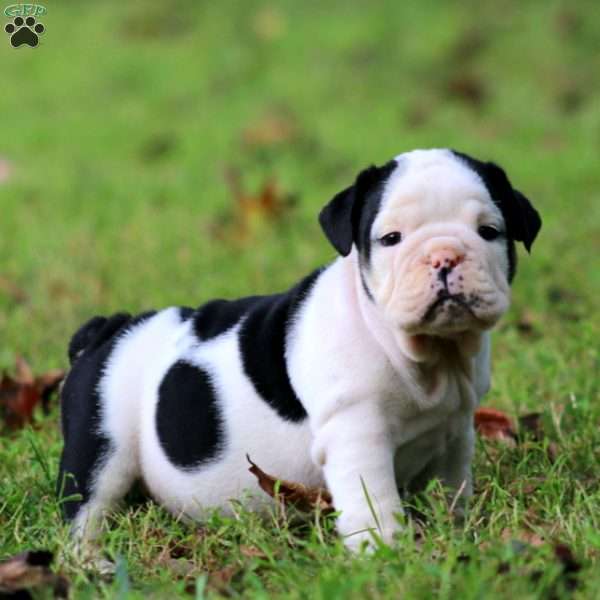 London, English Bulldog Puppy
