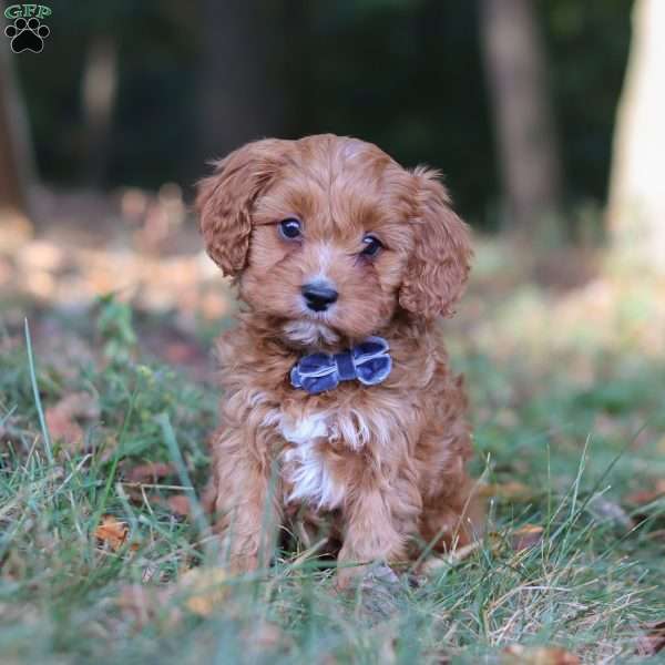 Lonnie, Cavapoo Puppy