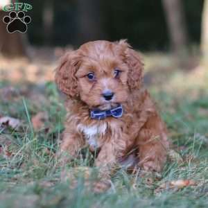 Lonnie, Cavapoo Puppy