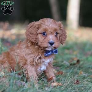 Lonnie, Cavapoo Puppy
