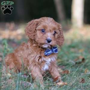 Lonnie, Cavapoo Puppy
