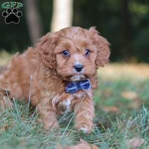 Lonnie, Cavapoo Puppy