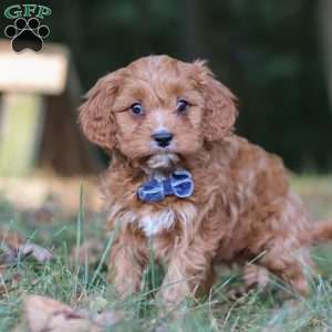 Lonnie, Cavapoo Puppy
