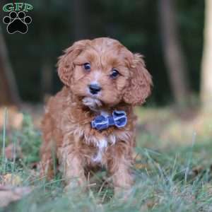 Lonnie, Cavapoo Puppy