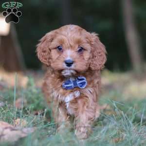 Lonnie, Cavapoo Puppy