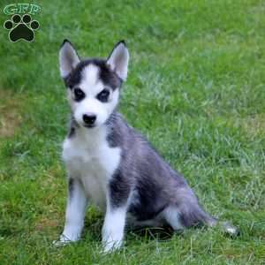 Lonnie, Siberian Husky Puppy