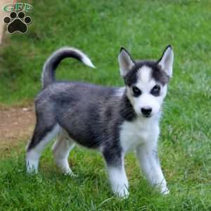 Lonnie, Siberian Husky Puppy
