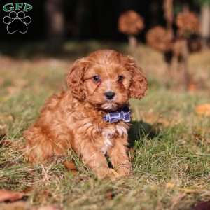 Lonnie, Cavapoo Puppy