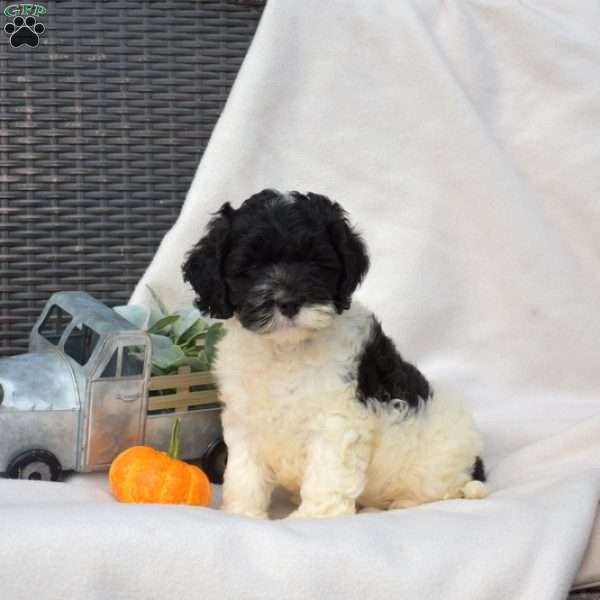 Louie, Cockapoo Puppy