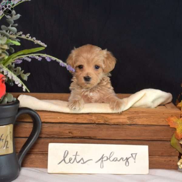 Louie, Maltipoo Puppy