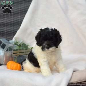 Louie, Cockapoo Puppy
