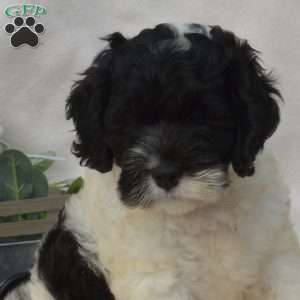 Louie, Cockapoo Puppy