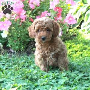 Louis, Cockapoo Puppy