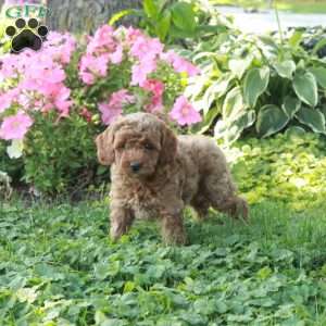 Louis, Cockapoo Puppy
