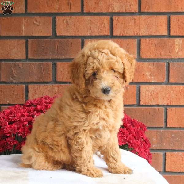 Luca, Miniature Poodle Mix Puppy