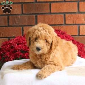 Luca, Miniature Poodle Mix Puppy