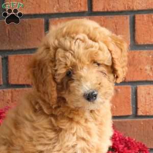 Luca, Miniature Poodle Mix Puppy