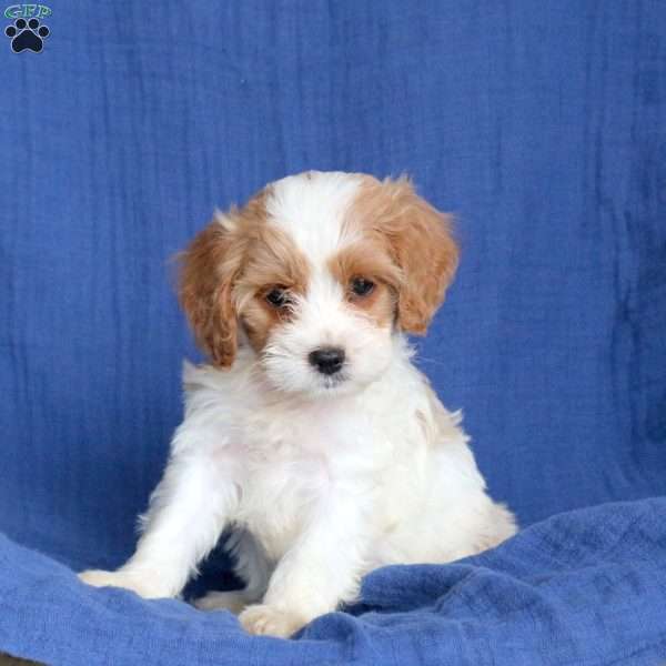 Lucky, Cavapoo Puppy