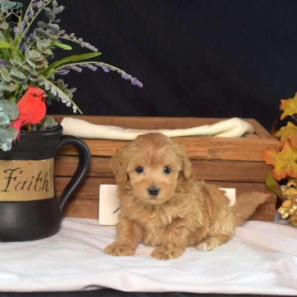 Lucky, Maltipoo Puppy