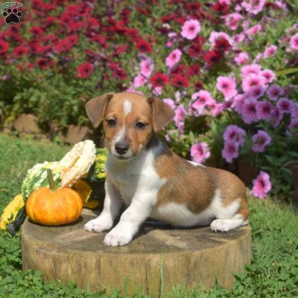 Lucky, Jack Russell Terrier Puppy