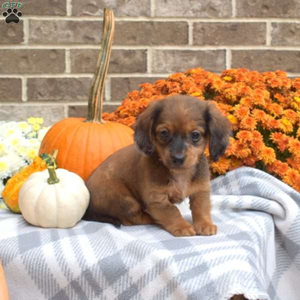 Lucky, Dachshund Puppy