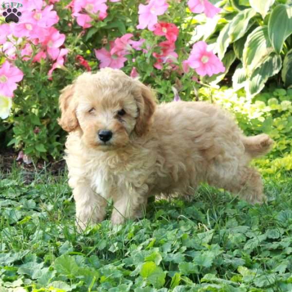 Lucky, Cockapoo Puppy