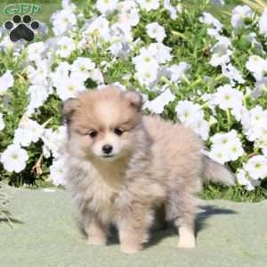 Lucky, Pomeranian Puppy