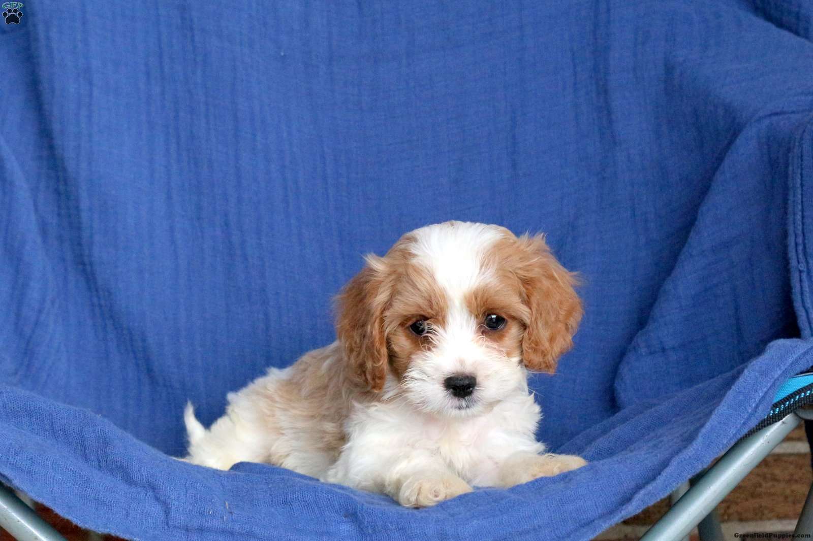 Lucky - Cavapoo Puppy For Sale in Pennsylvania