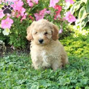 Lucky, Cockapoo Puppy