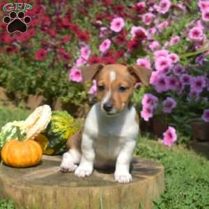 Lucky, Jack Russell Terrier Puppy